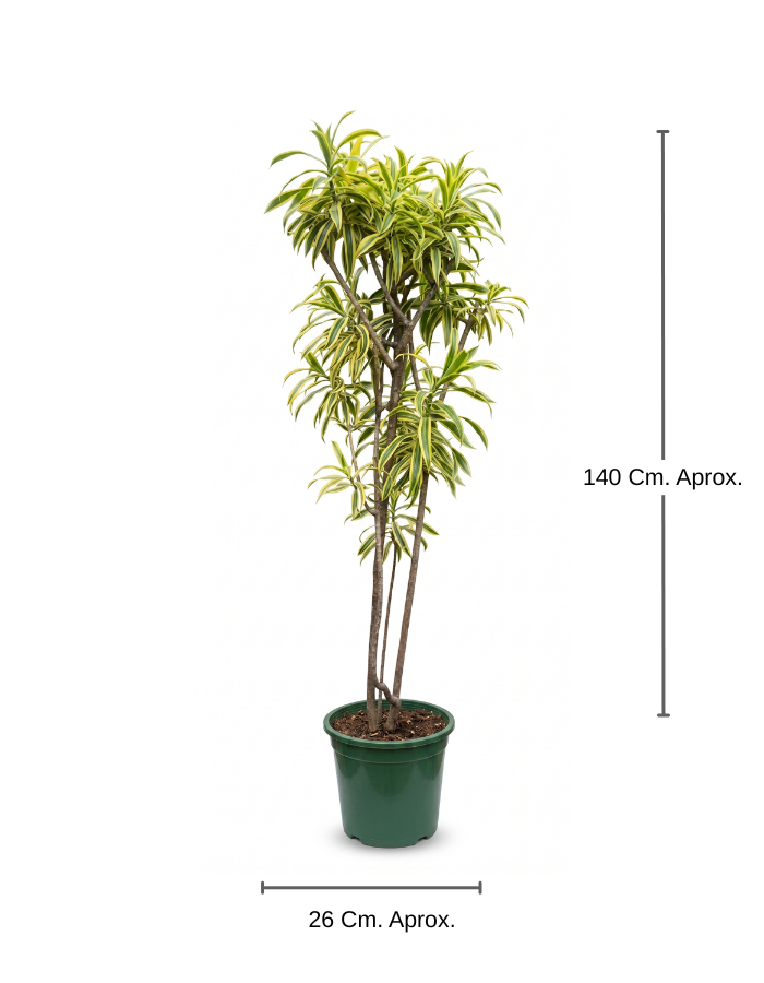 Dracena Body Grande