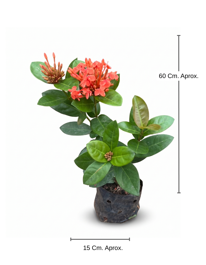 Flor De Dura Mediano