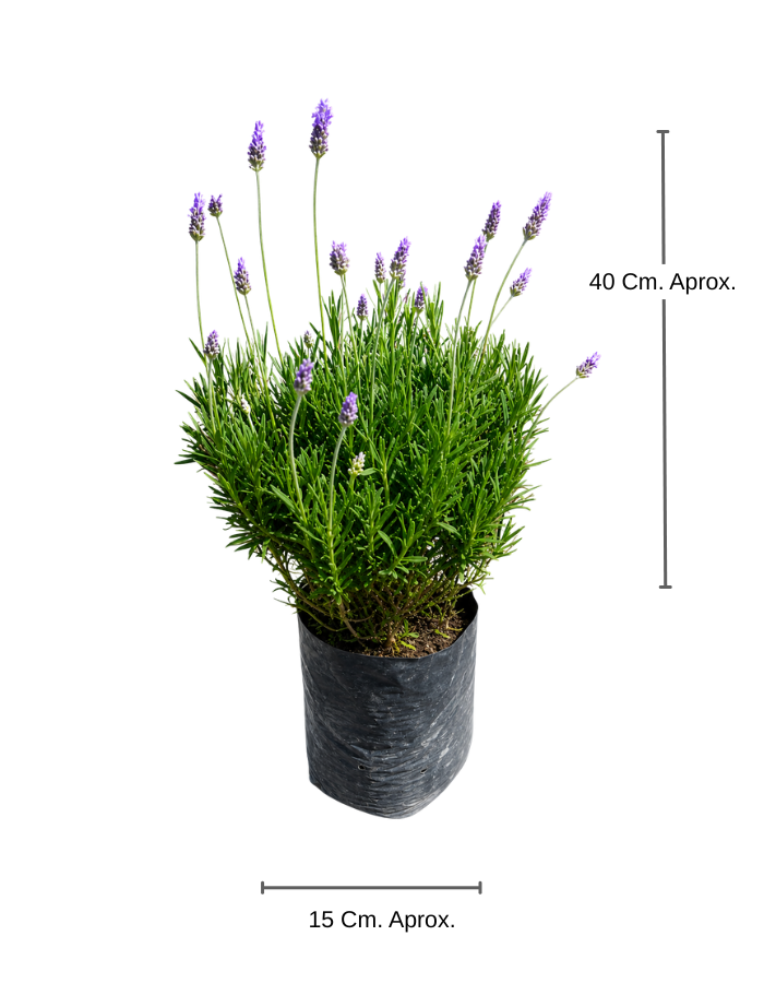 Lavanda 