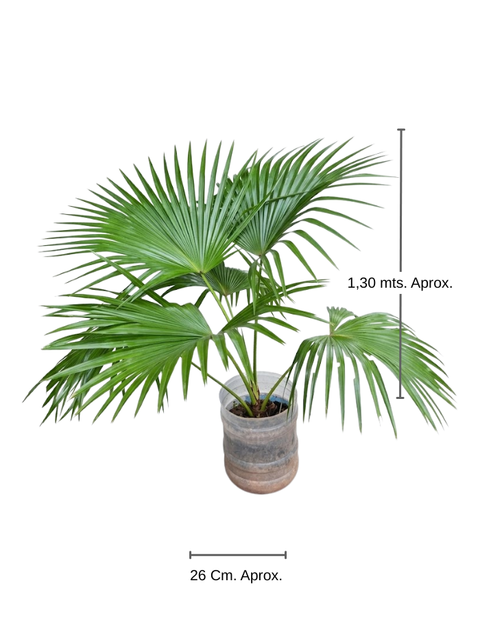 Palmera Pantalla Grande