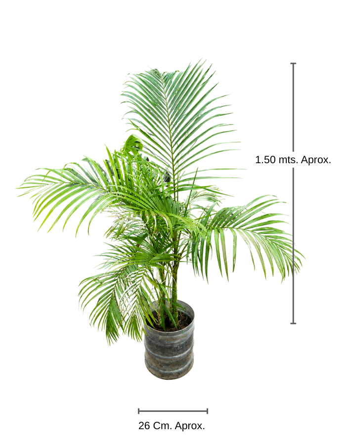 Palmera Areka Bambu Mediano