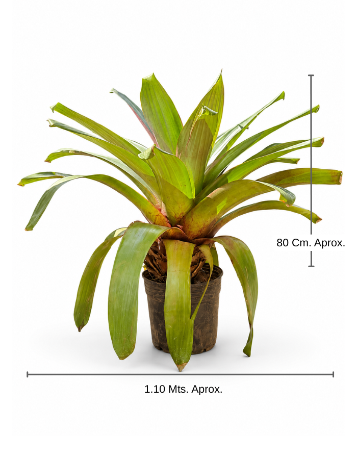 Bromelia Imperial grande