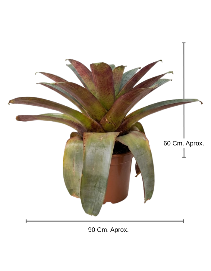 Bromelia Imperial Mediano