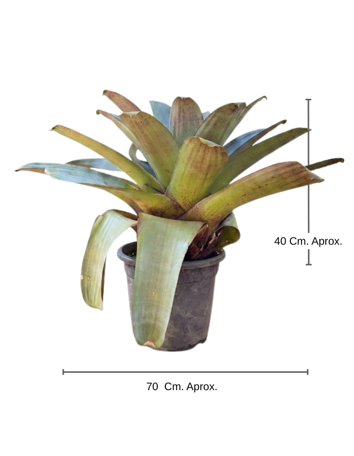 Bromelia Imperial Chico
