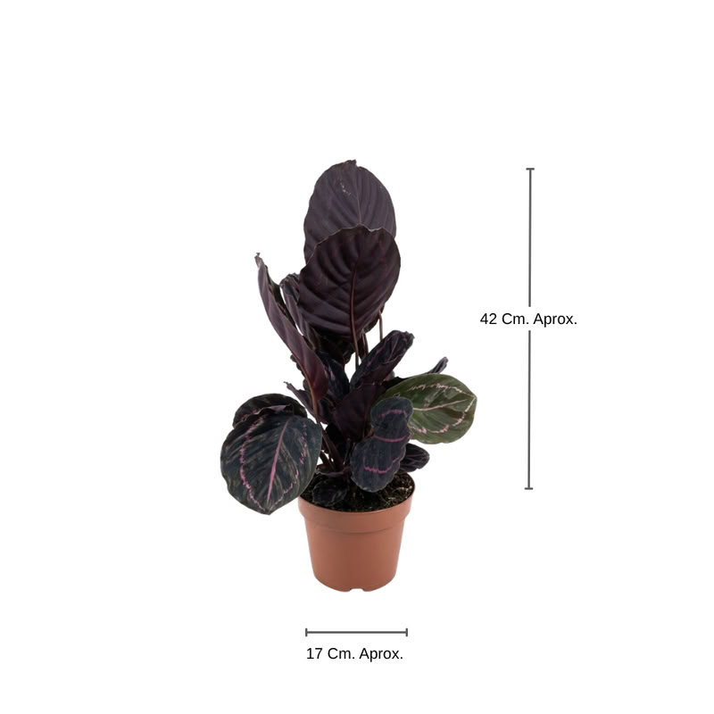 Amaranta Lila Talle Unico