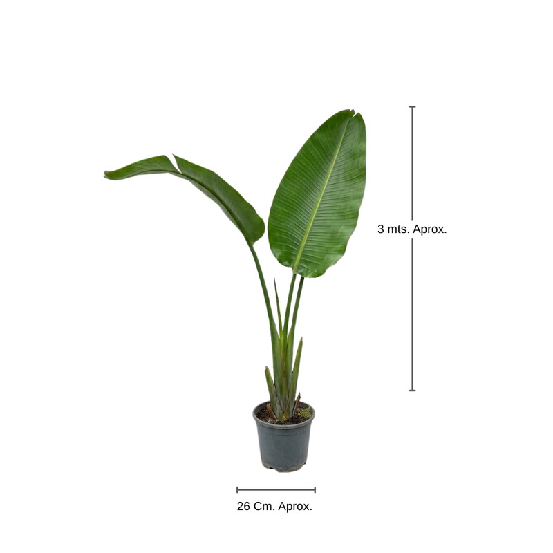 Banano Viajero Nacional Mediano