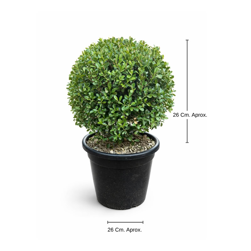 Bouxinha Brasilera Chico