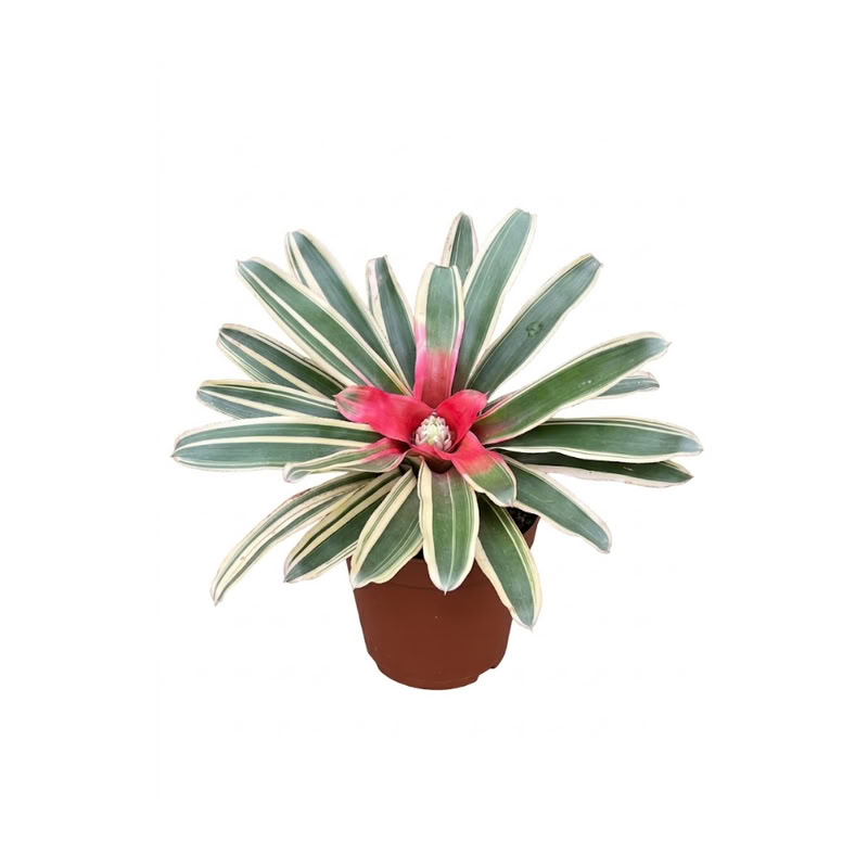 Bromelia Chata Grande