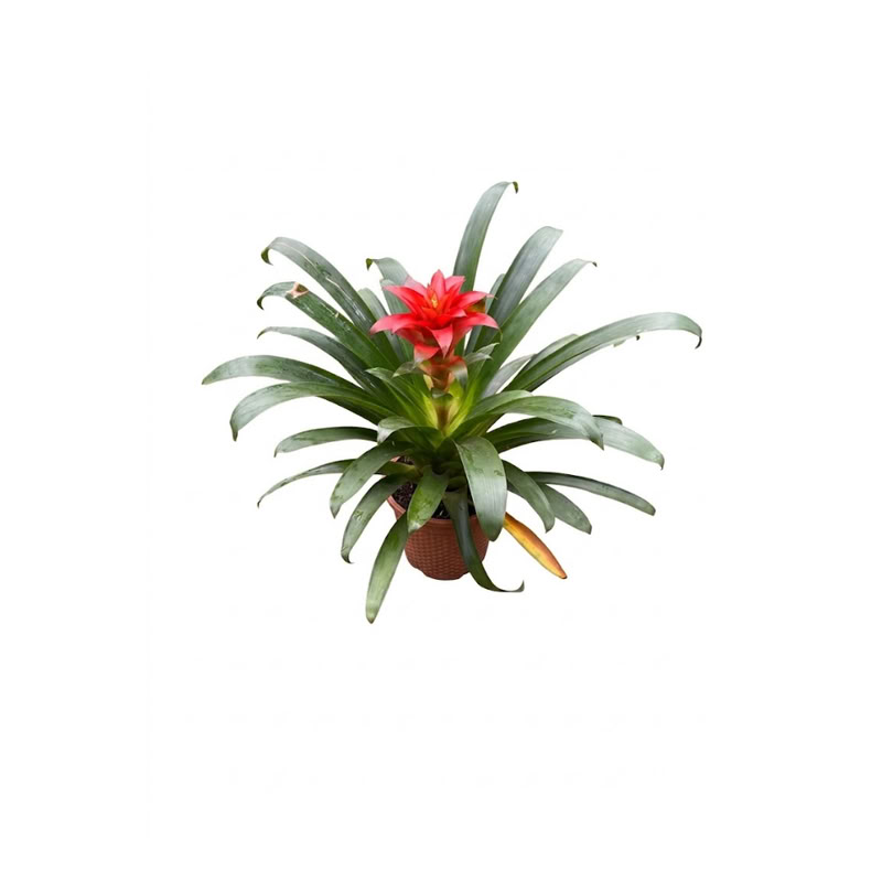 Bromelia C/ Flor Grande