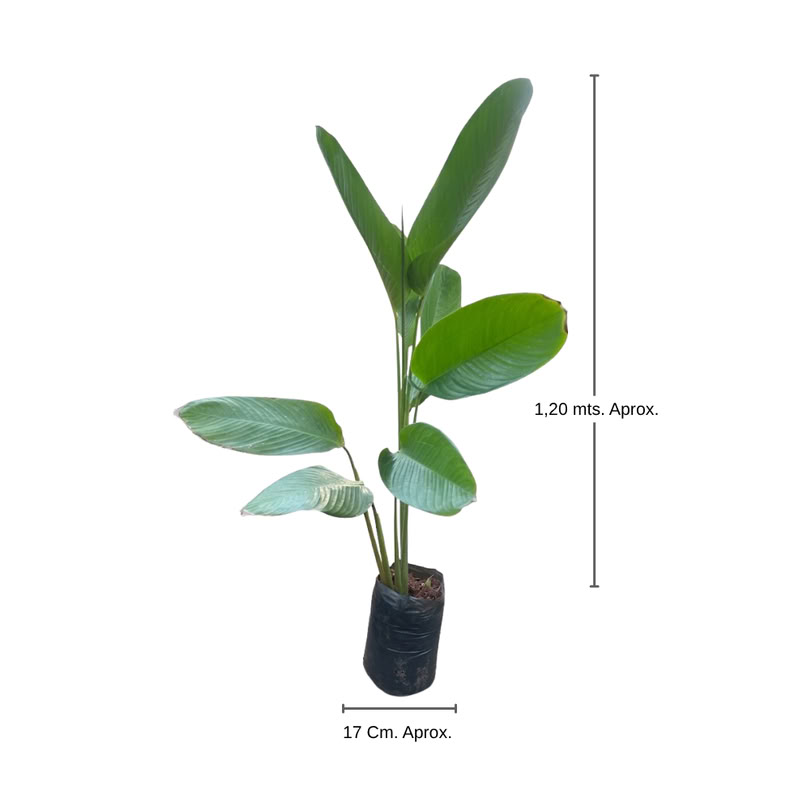 Calathea Nacional Tamaño Unico