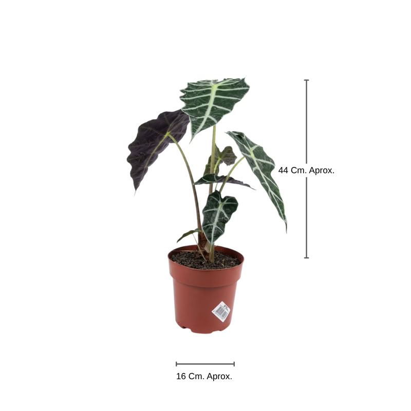 Catalea Zebrina Talle Unico