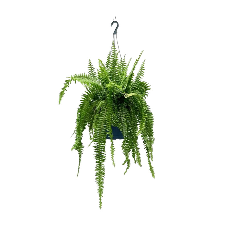 Helecho Colgante Grande