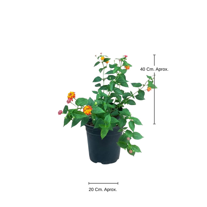 Lantana Talle Unico
