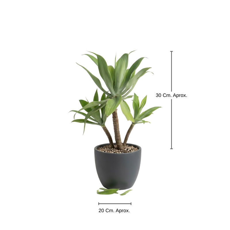 Oreja De Elefante Chico