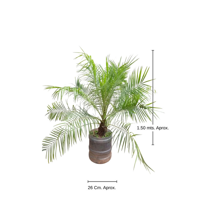 Palmera Areka Bambu Mediano