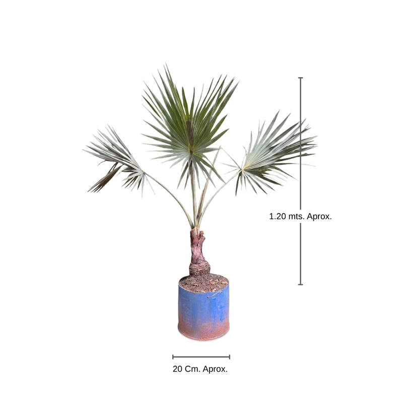 Palmera Azul Grande