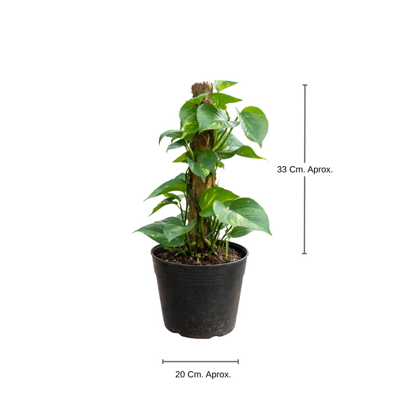 Potus Nacional Mediano